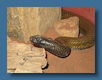 21 Deadliest Snake in the World